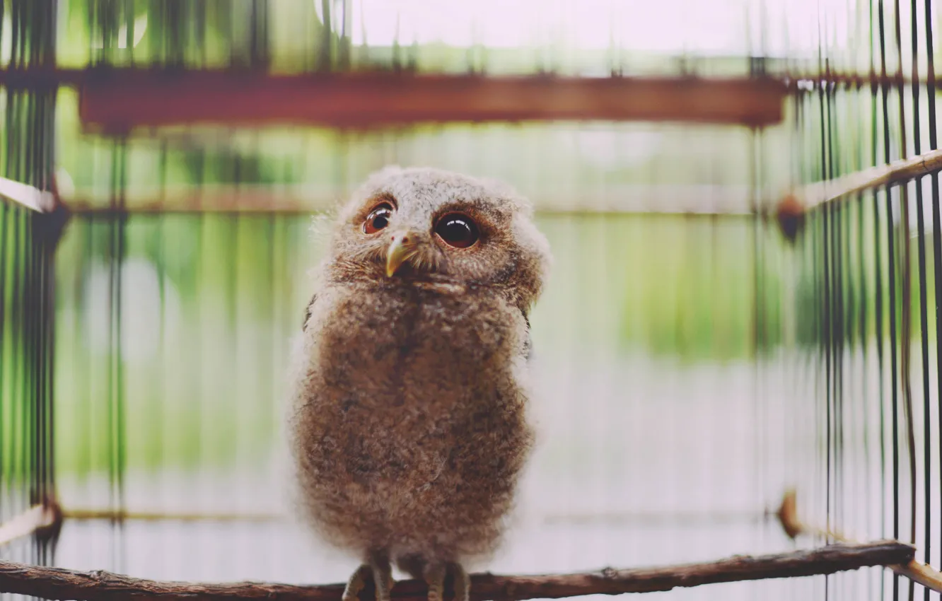Photo wallpaper owl, bird, looks, owlet