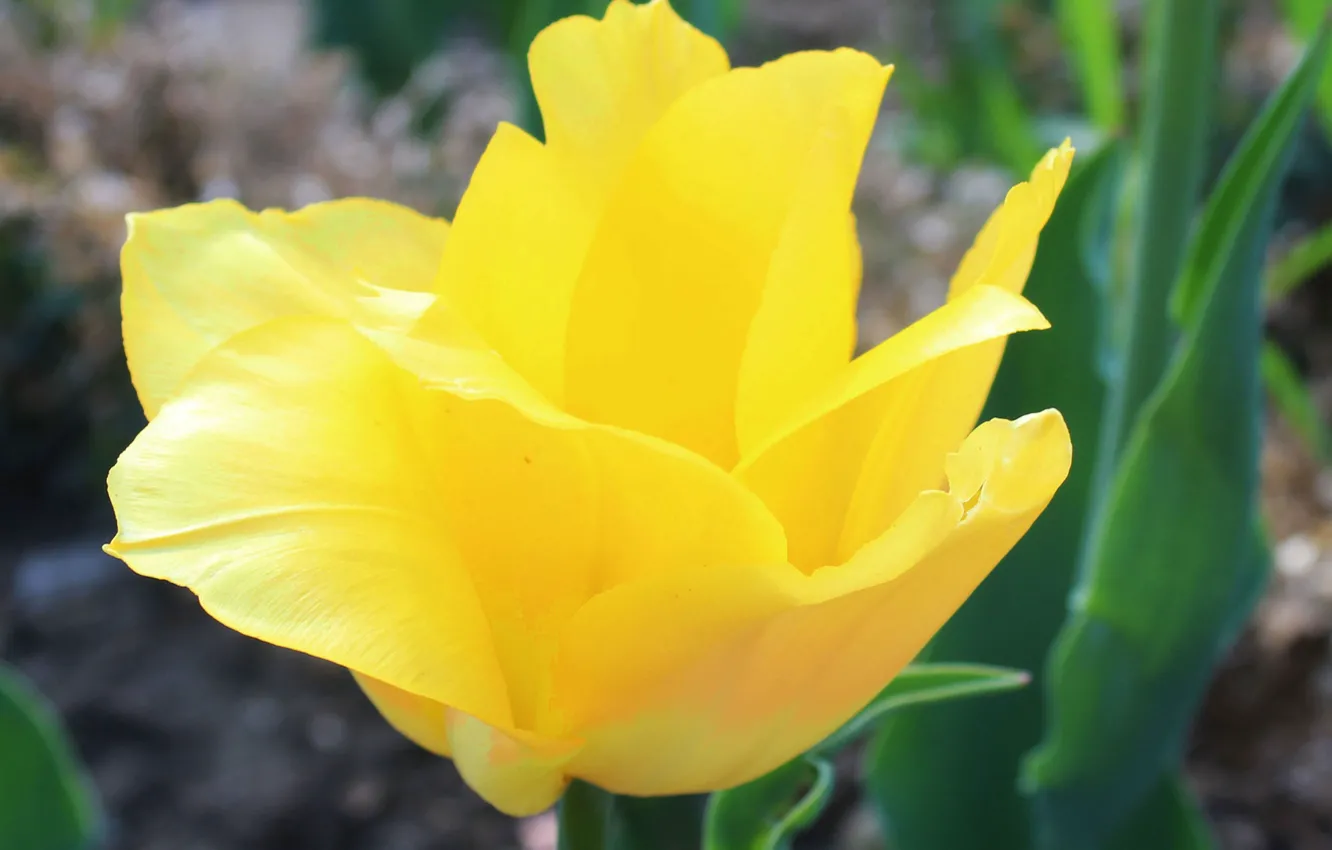 Photo wallpaper yellow, Tulip, beautiful
