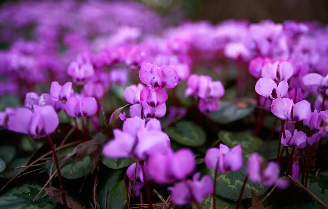 Photo wallpaper leaves, flowers, glade, spring, blur, gentle, flowering, lilac