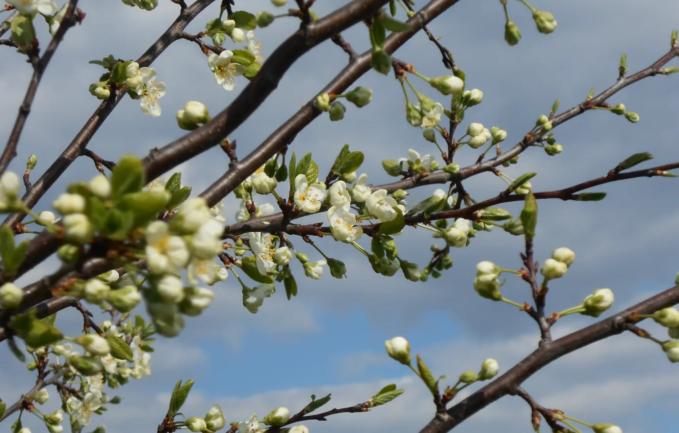 Photo wallpaper the sky, the sun, spring, flowering, drain