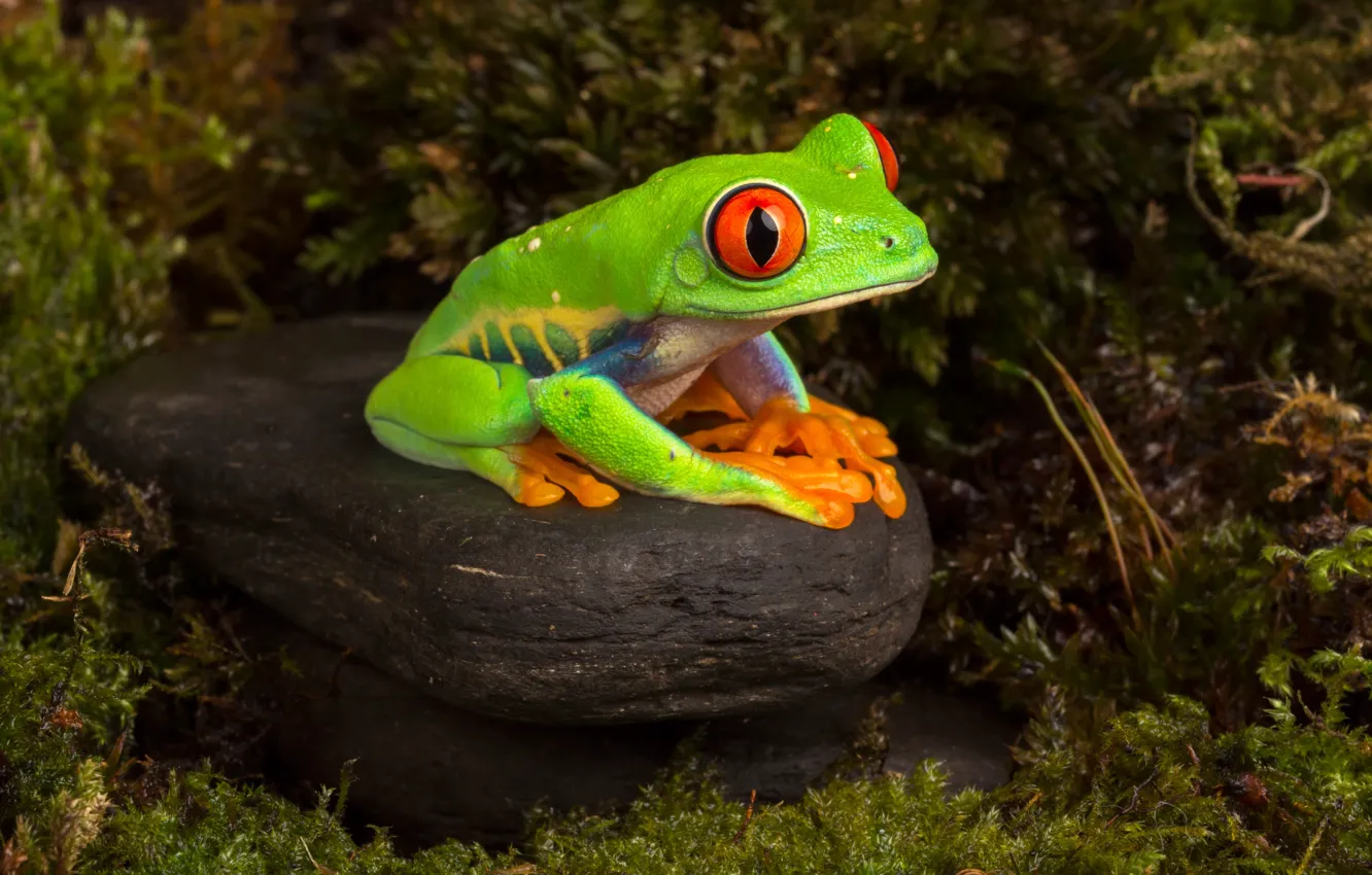 Photo wallpaper macro, nature, green, the dark background, stones, thickets, moss, frog