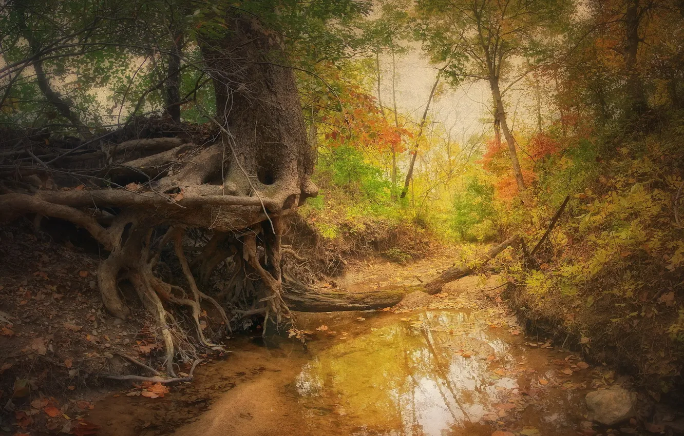 Photo wallpaper autumn, nature, tree