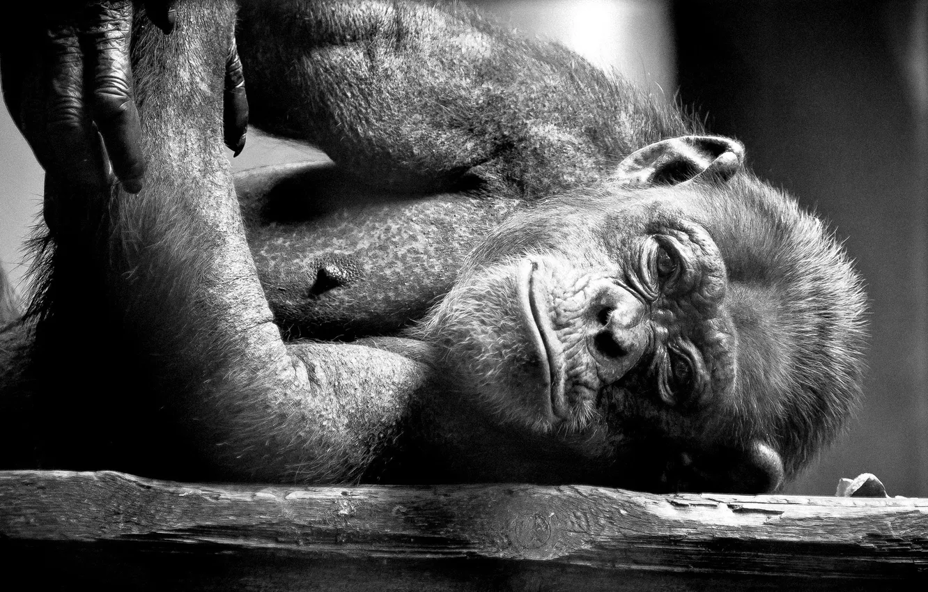 Photo wallpaper black and white, chimpanzees, the primacy of, mammalian