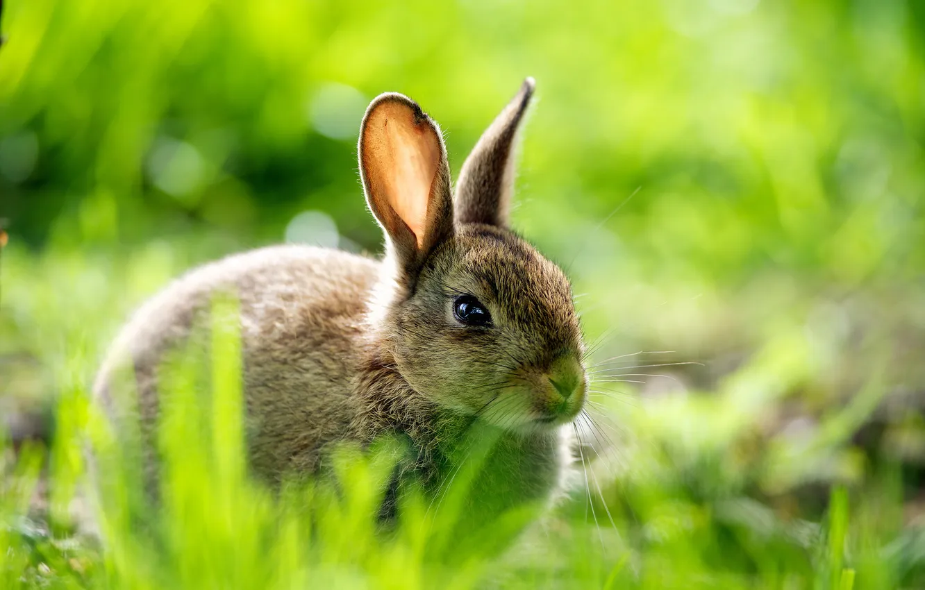 Photo wallpaper greens, grass, macro, nature, hare, blur, rabbit