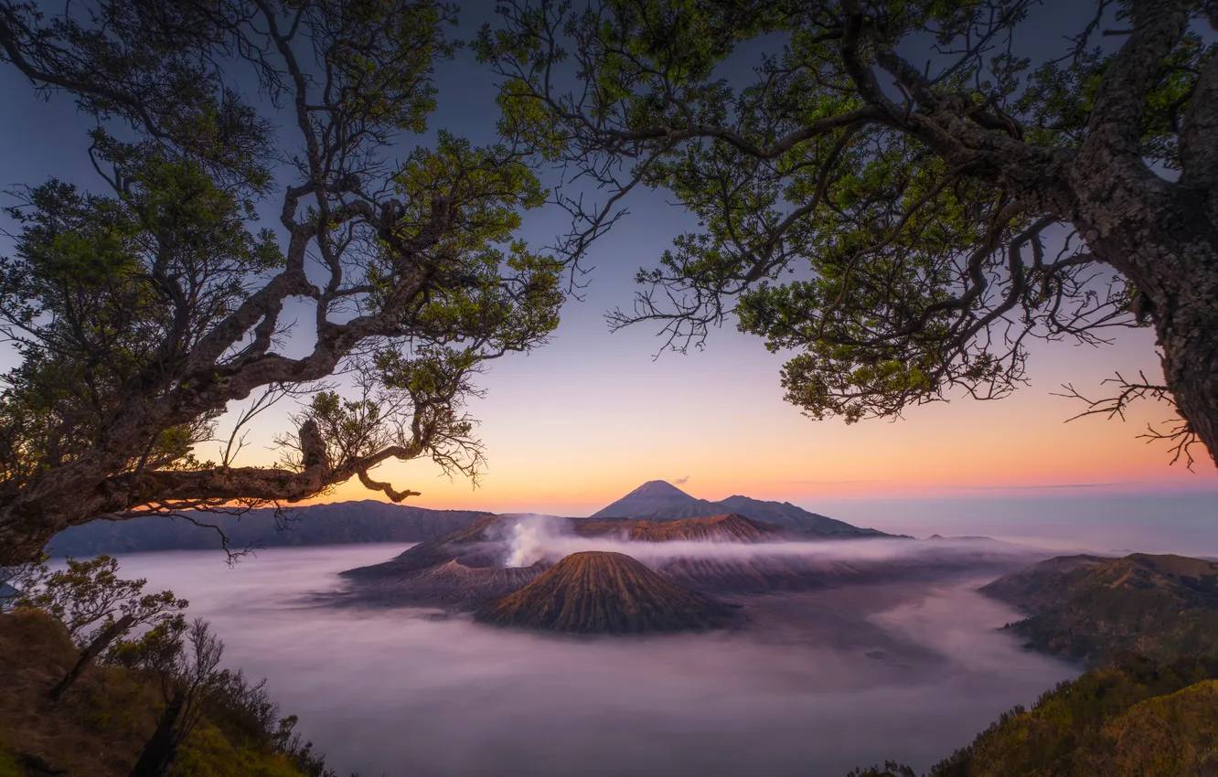 Photo wallpaper trees, fog, the volcano, Bromo, Java
