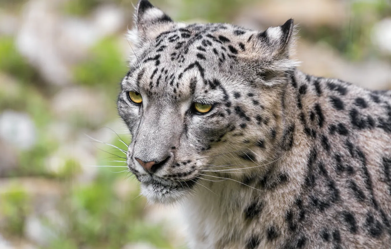 Photo wallpaper face, portrait, IRBIS, snow leopard