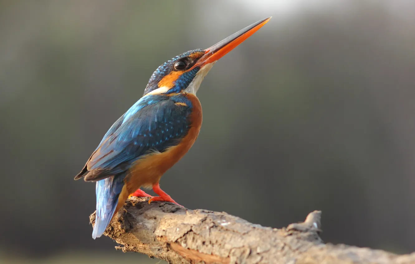 Photo wallpaper eye, branch, kingfisher, paws, beak
