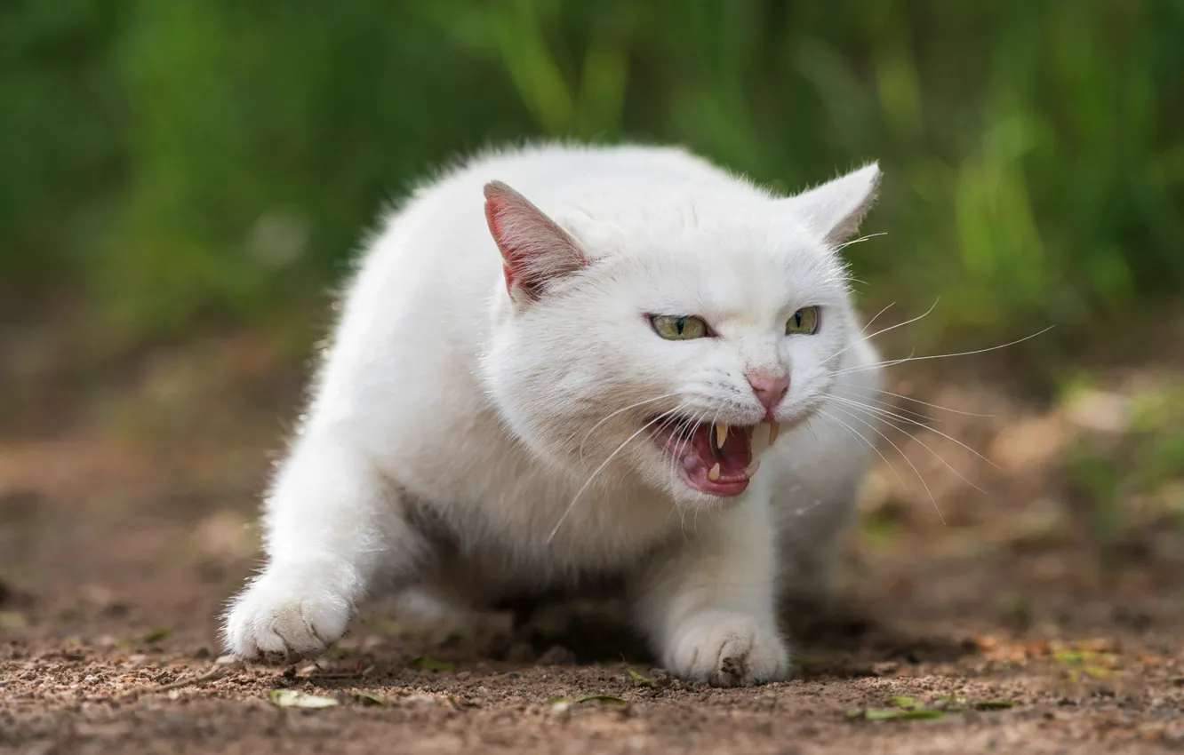 Photo wallpaper cat, white, grass, cat, look, face, nature, pose