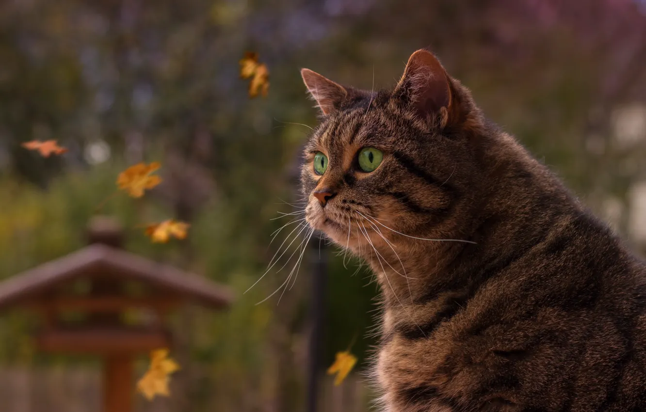 Photo wallpaper autumn, cat, look, leaves, portrait, green eyes, serious