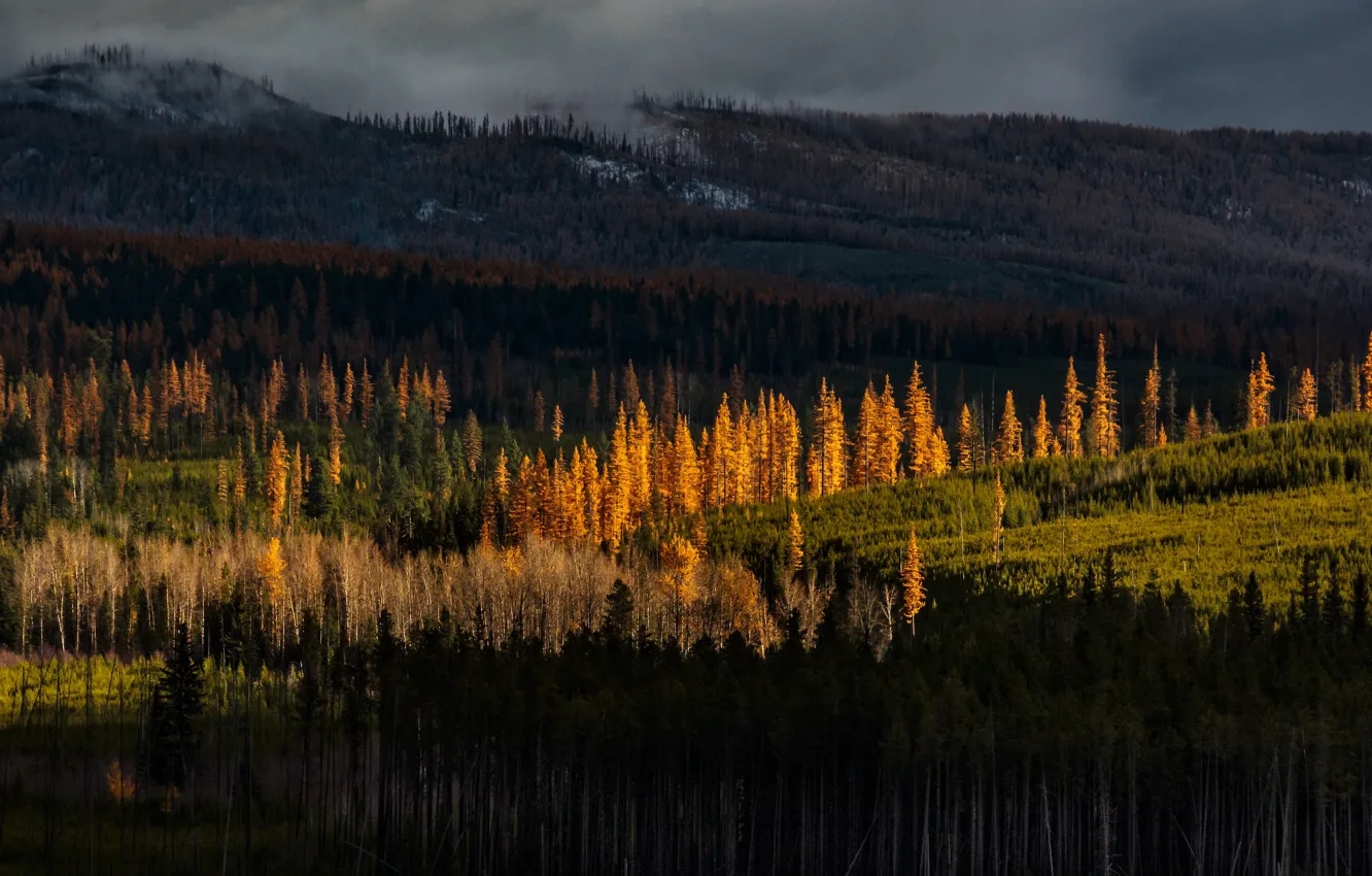 Photo wallpaper autumn, forest, light, mountains, clouds, darkness, hills, trunks