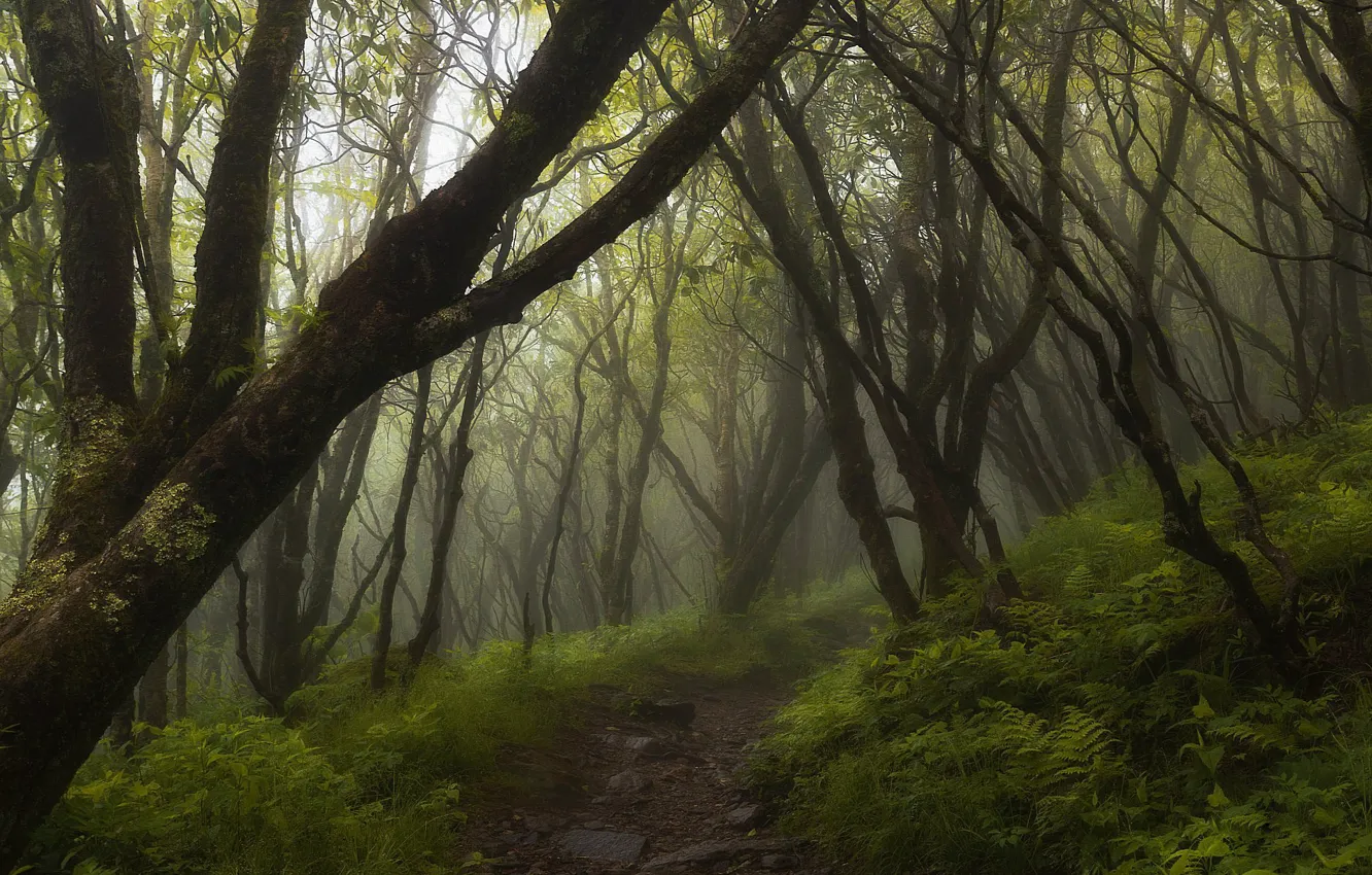 Photo wallpaper forest, trees, fog, track