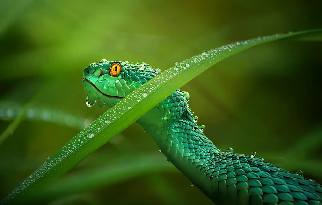 Photo wallpaper leaves, snake, water drops