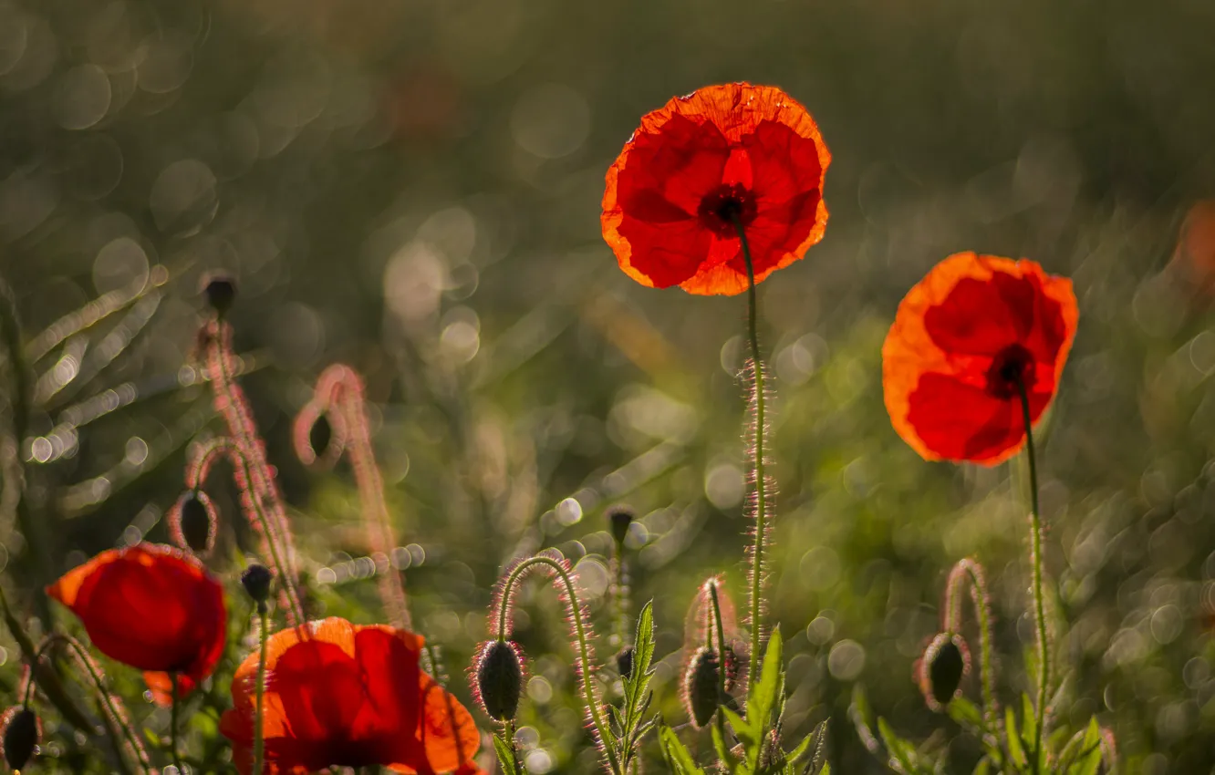 Photo wallpaper grass, flowers, red, glare, Maki, petals, blur