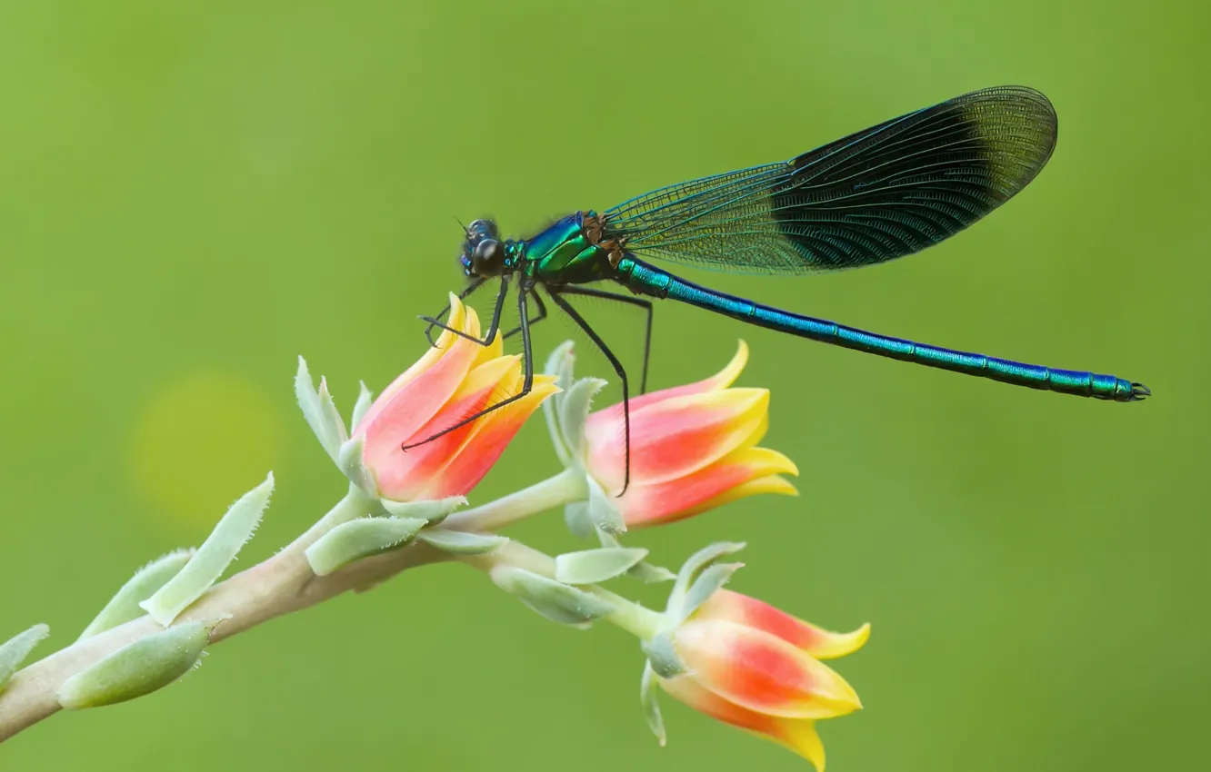 Photo wallpaper macro, dragonfly, insect