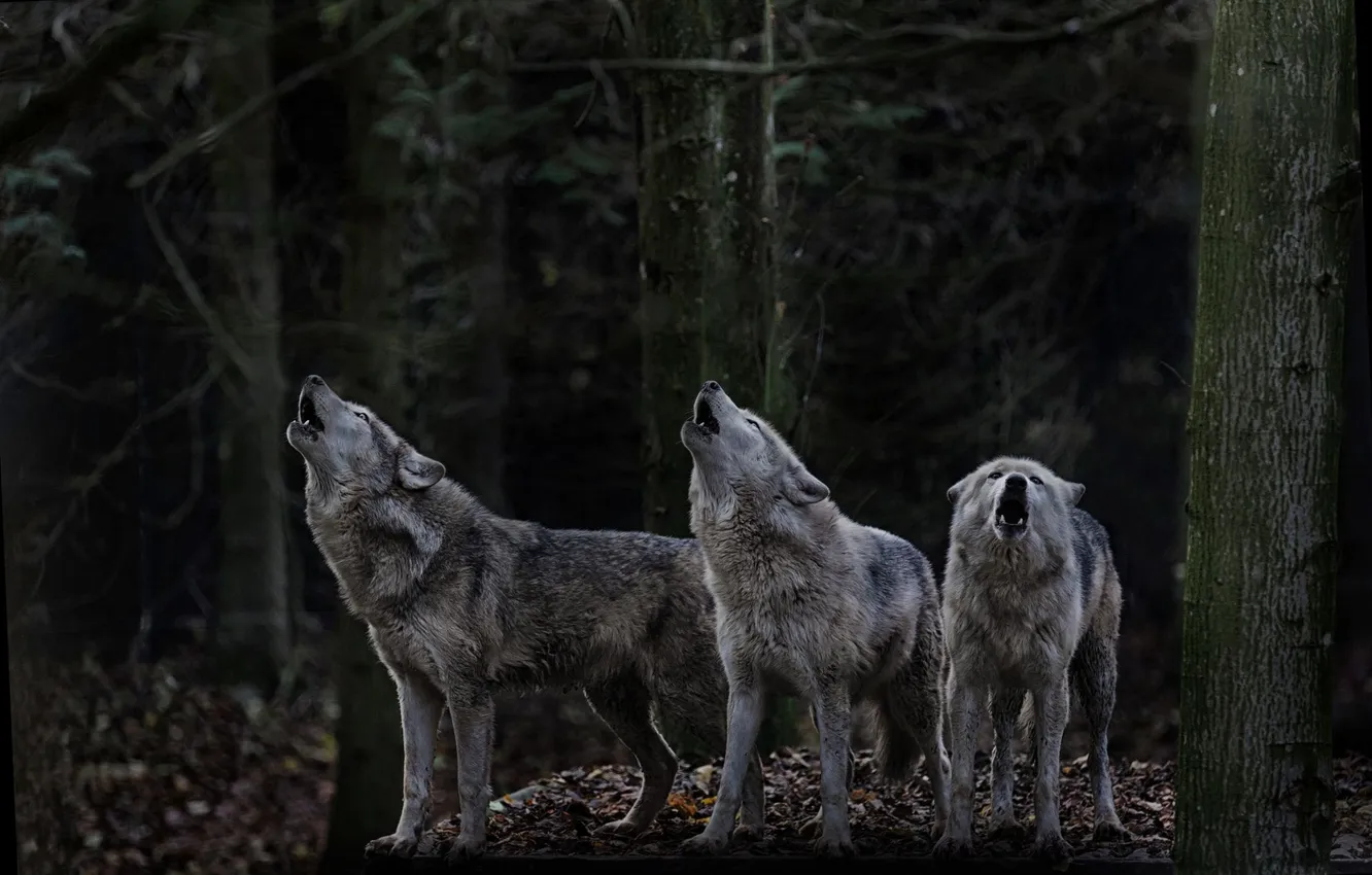 Photo wallpaper Predator, nature, animal, wolf, wildlife, portrait, portrait., Canis lupus. face