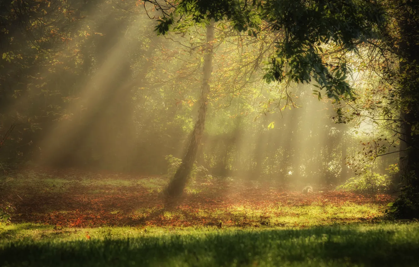 Photo wallpaper light, forest, trees, nature, autumn