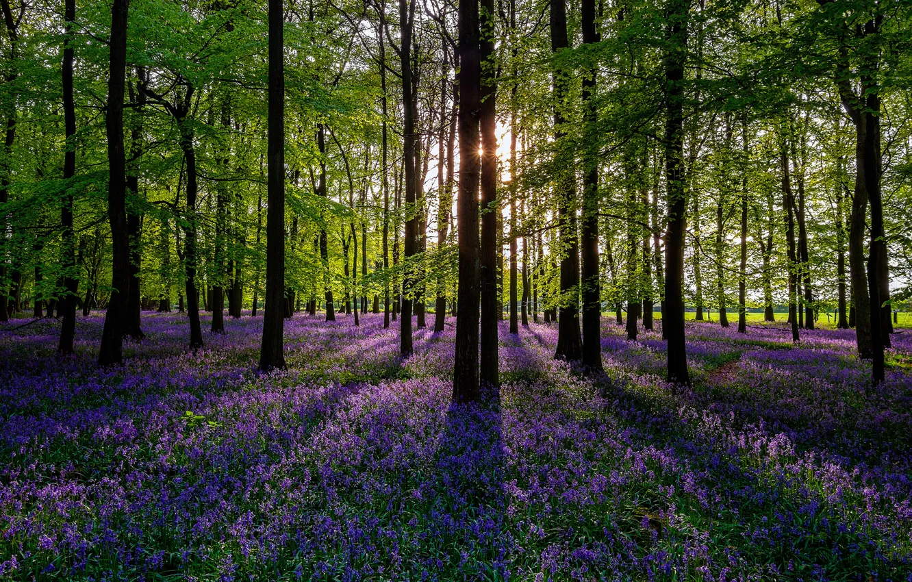 Photo wallpaper forest, the sun, trees, flowers, nature, spring, colorful, forest