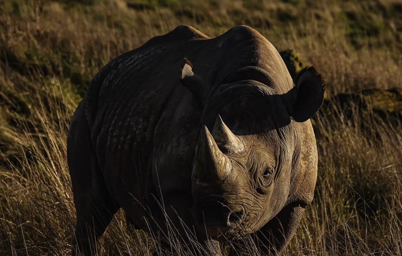Photo wallpaper grass, look, light, nature, Rhino