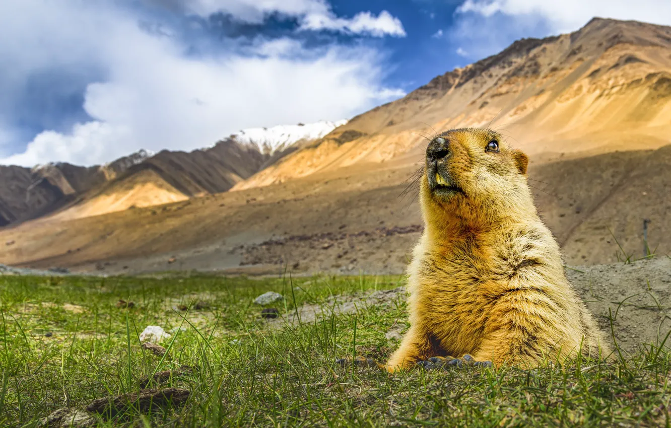 Photo wallpaper nature, Himalayan marmot, Marmota himalayana