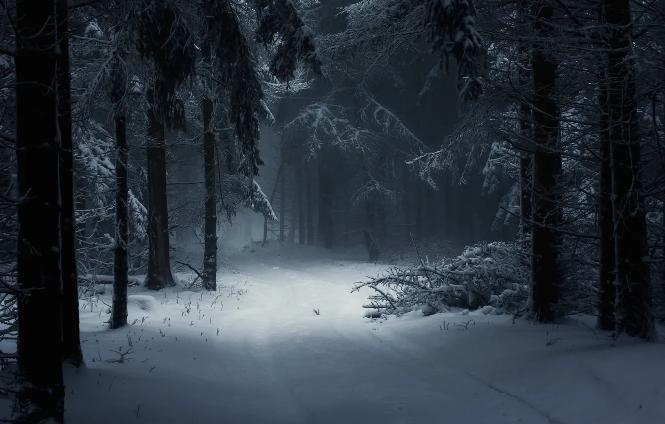 Photo wallpaper winter, road, forest, snow, trees, nature, the darkness, trail