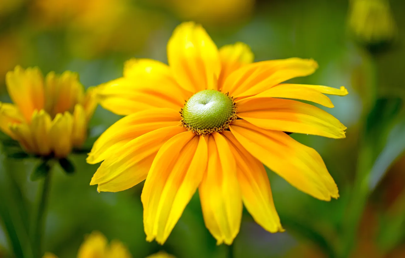 Photo wallpaper macro, yellow, petals, rudbeckia