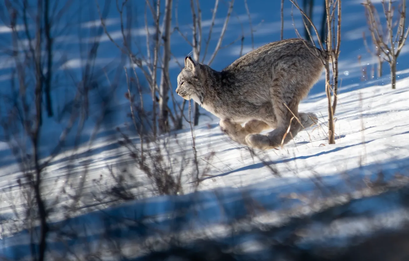 Photo wallpaper winter, snow, running, lynx, wild cat, the bushes
