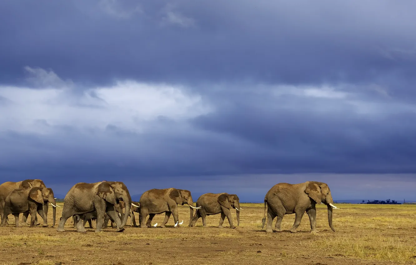 Photo wallpaper elephant, the herd, to drink