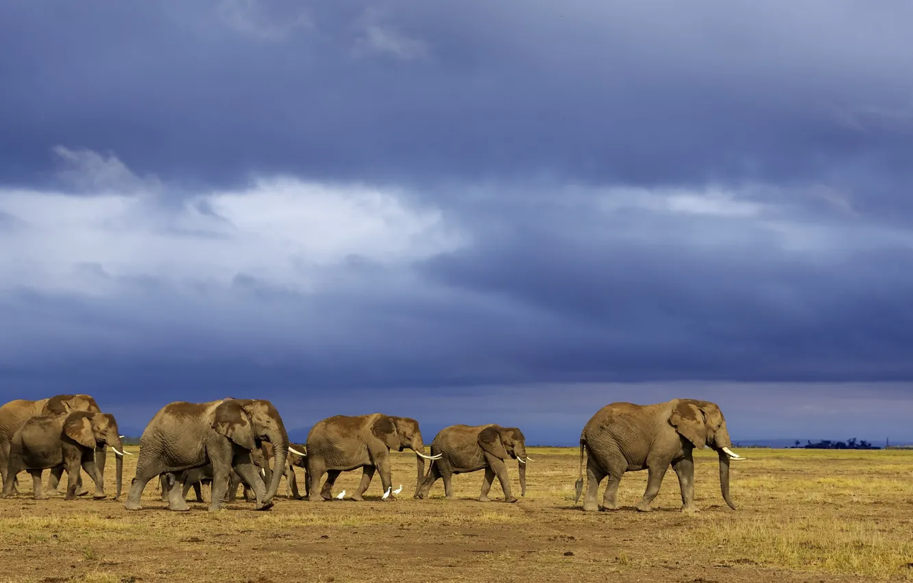 Photo wallpaper elephants, the herd, to drink