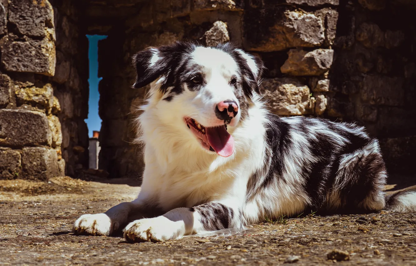 Photo wallpaper language, look, face, light, pose, stones, background, dog