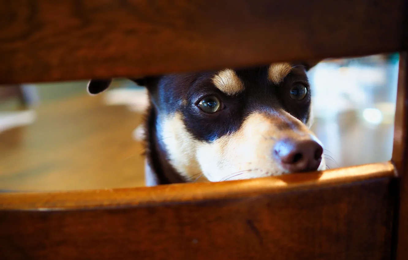 Photo wallpaper dog, chair, face, Peeps, toy Terrier, the back of the chair