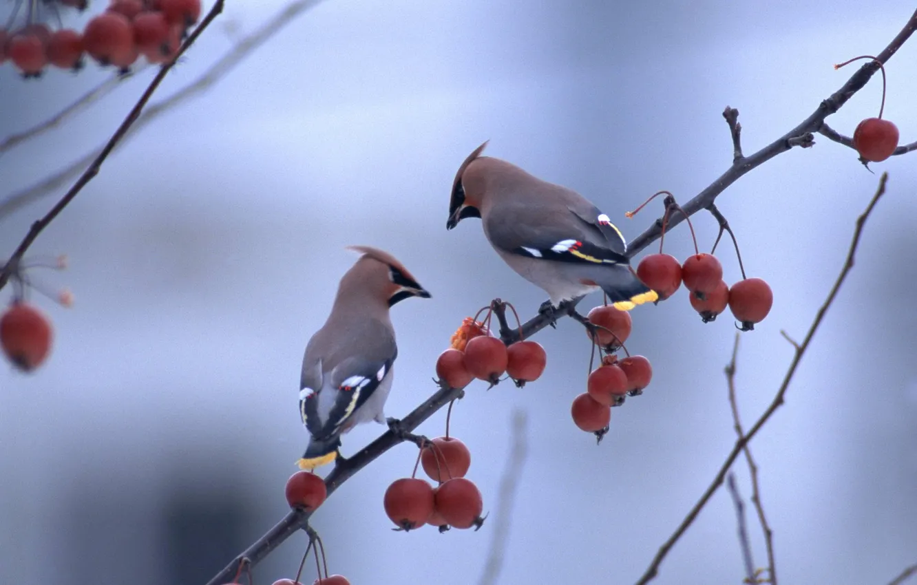 Photo wallpaper macro, branches, berries, branch, bird, the Waxwing