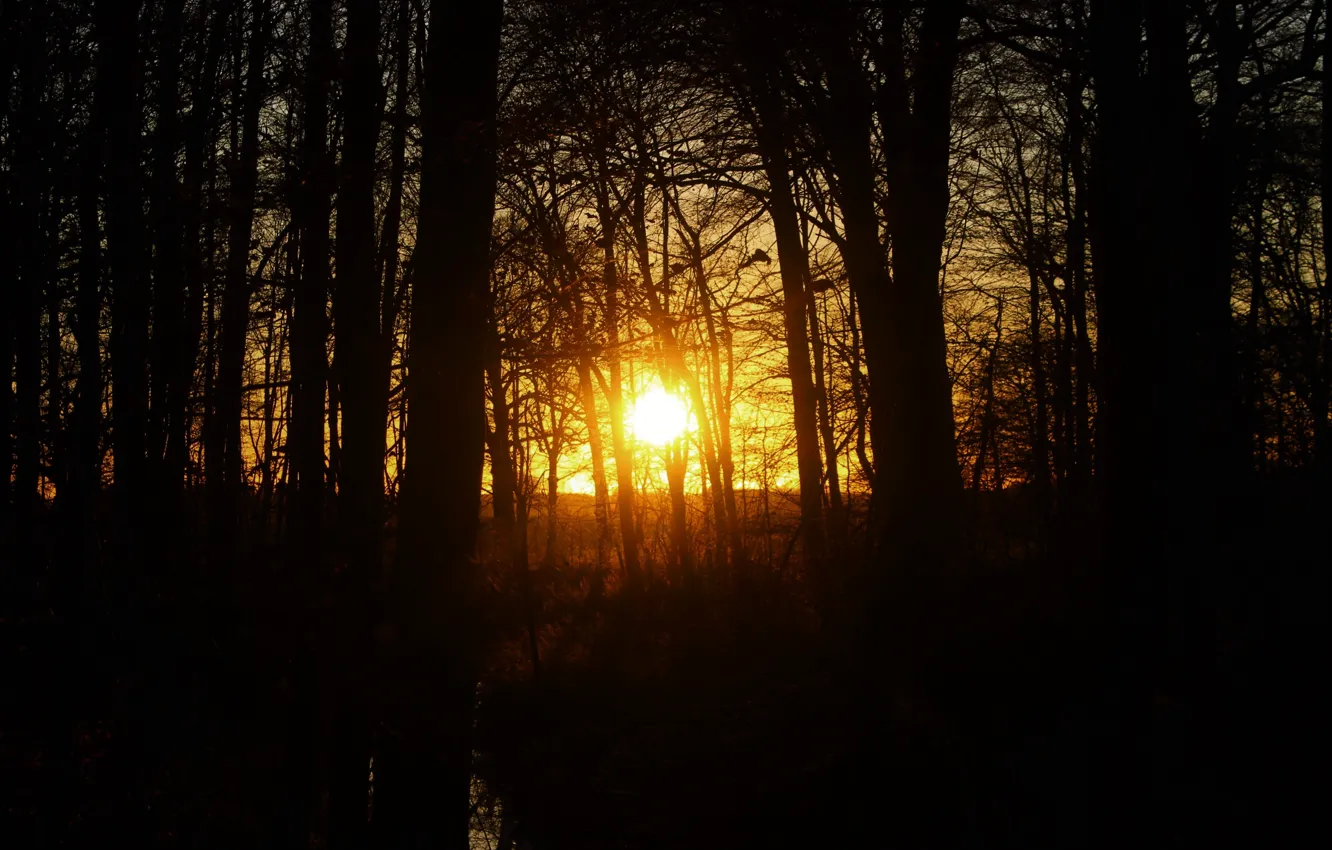 Photo wallpaper grass, the sun, trees, sunset, branches, nature, the evening, Tree Shadows