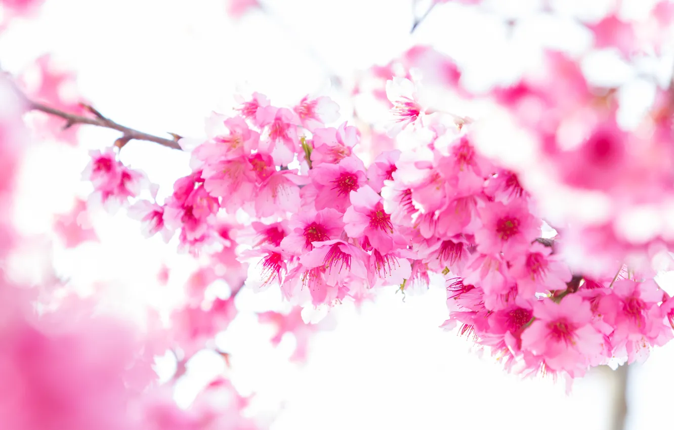 Photo wallpaper branches, spring, Sakura, flowering, pink, blossom, sakura, cherry