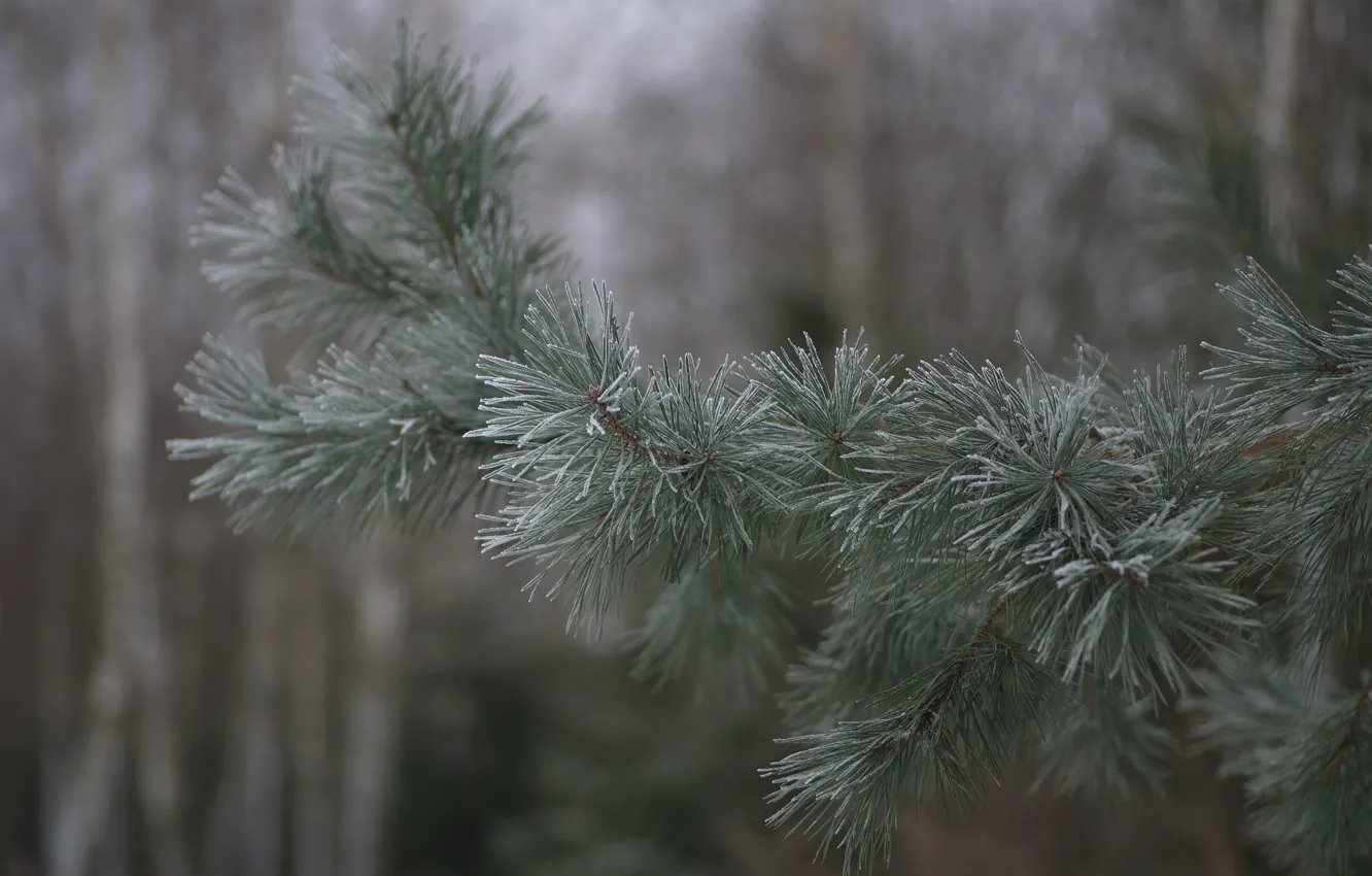Photo wallpaper winter, frost, sprig, pine