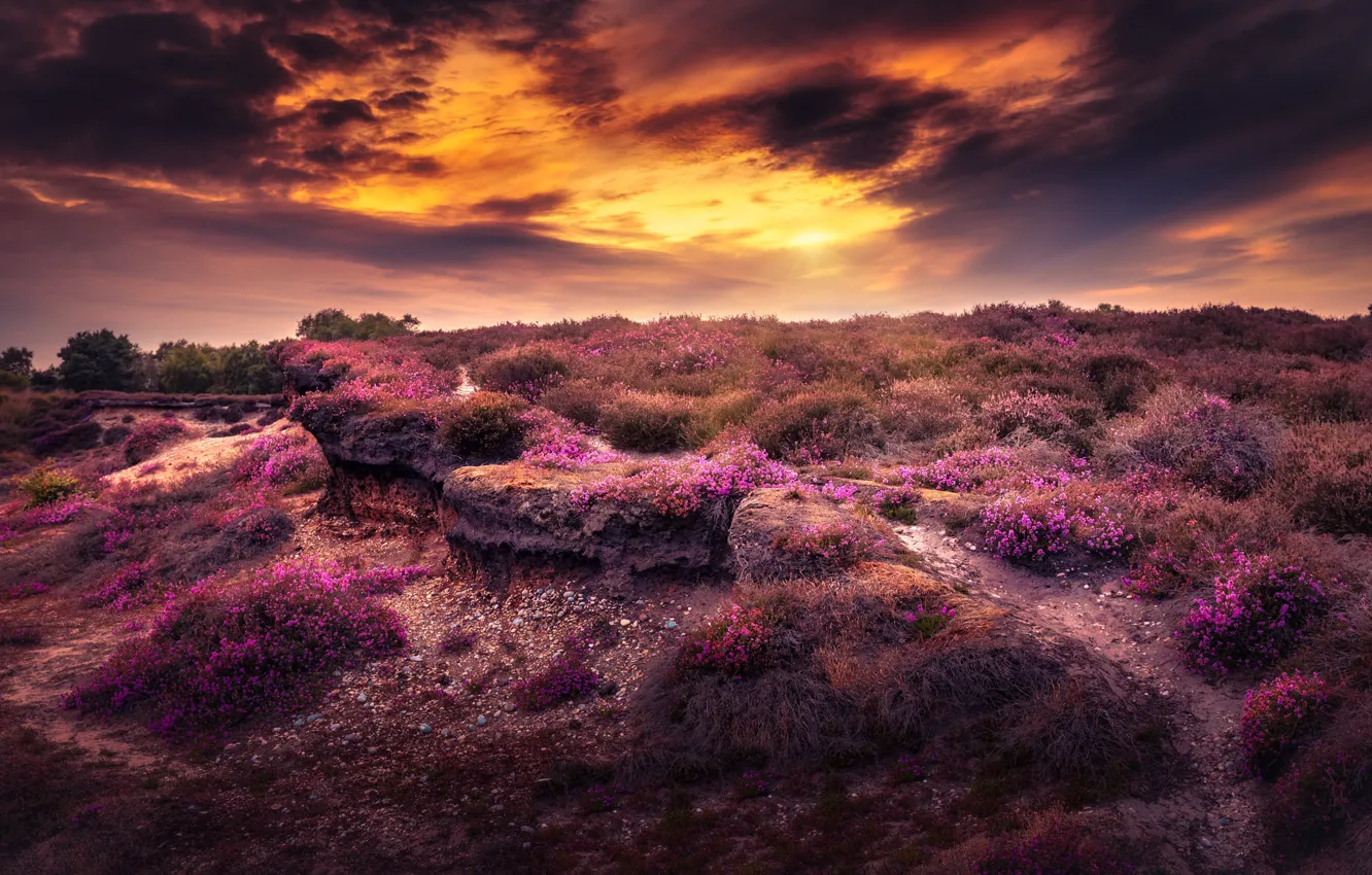 Photo wallpaper field, sunset, flowers