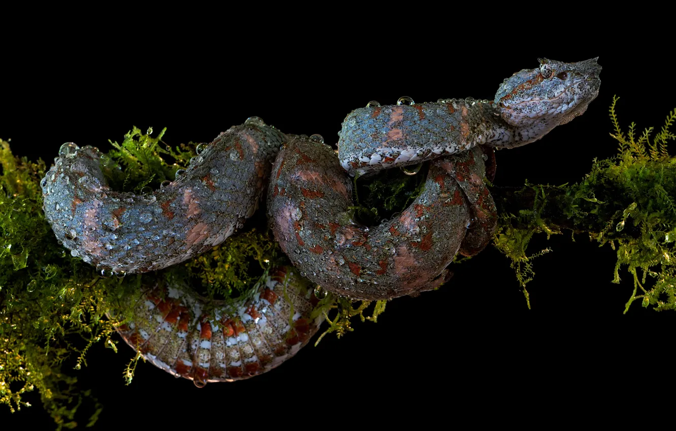 Photo wallpaper snake, branch, black background
