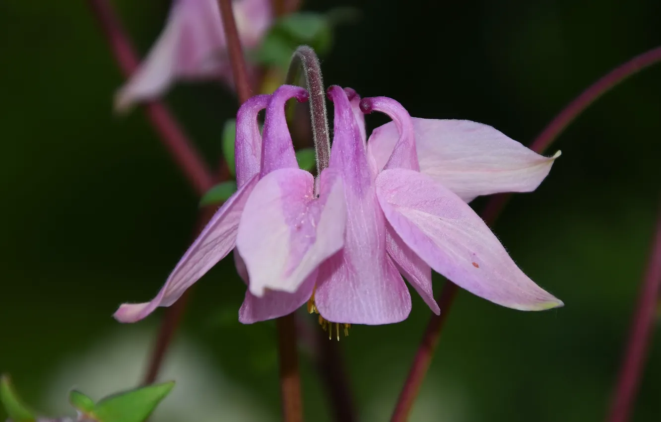 Photo wallpaper summer, flowers, Aquilegia