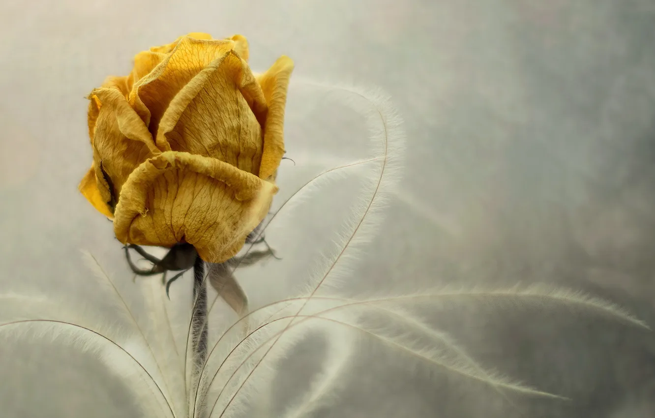 Photo wallpaper flowers, background, roses