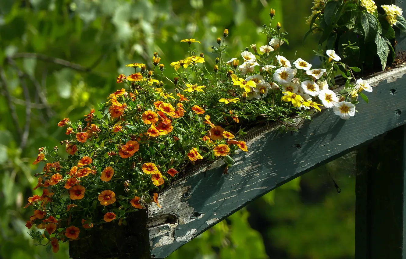 Photo wallpaper summer, flowers, nature