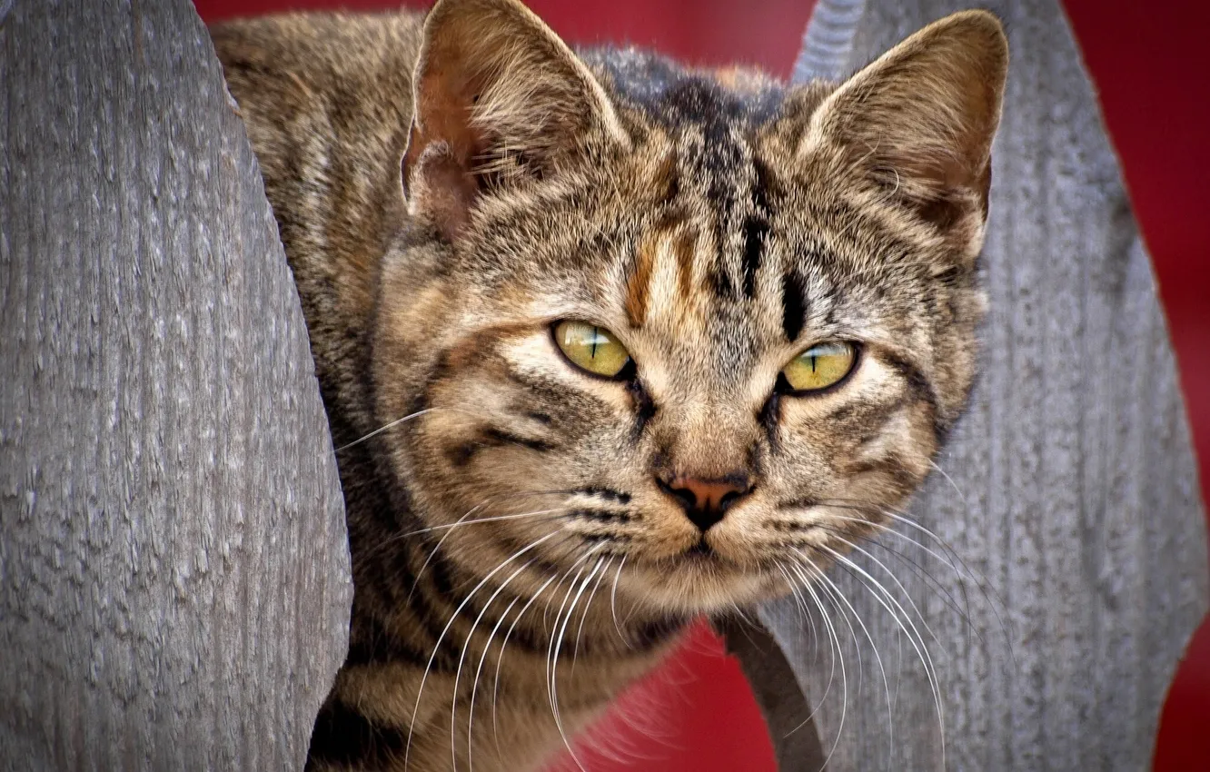 Photo wallpaper cat, look, face