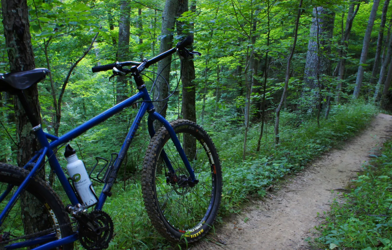 Photo wallpaper forest, summer, trail, bike