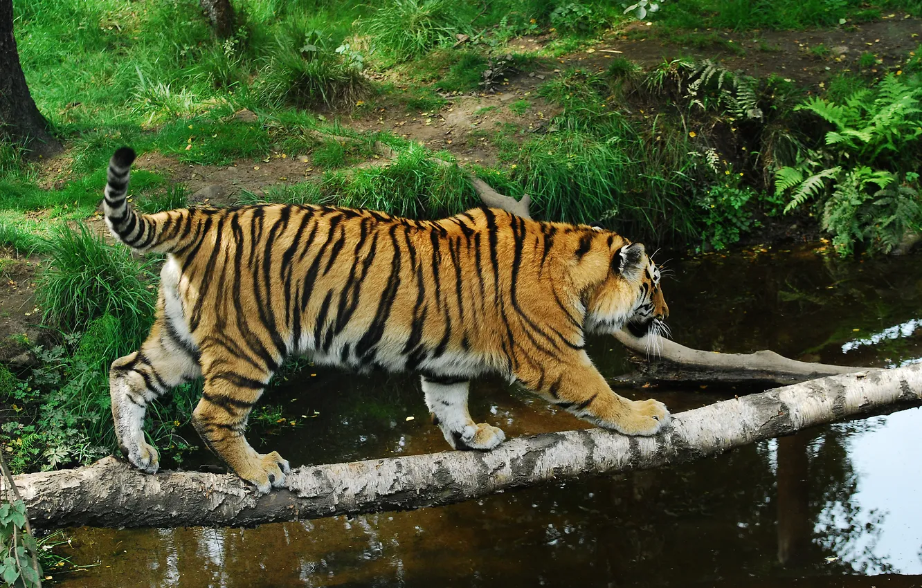 Photo wallpaper cat, grass, tiger, log, pond, Amur