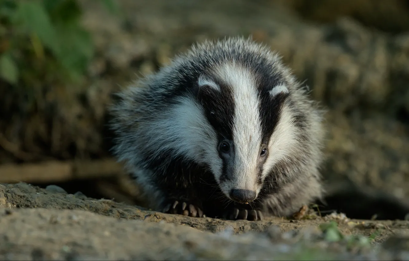 Photo wallpaper nature, pose, face, bokeh, badger