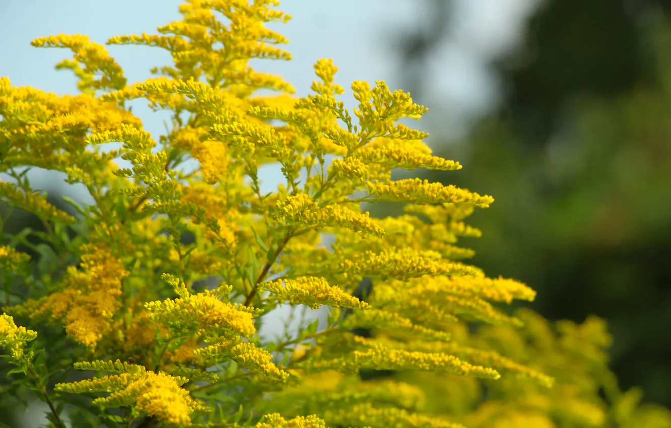 Photo wallpaper flower, yellow, blooming