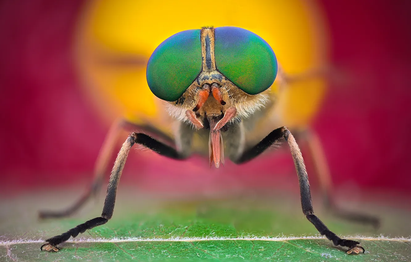 Photo wallpaper eyes, macro, insect, bokeh, Horsefly, Ganev Tsvetan