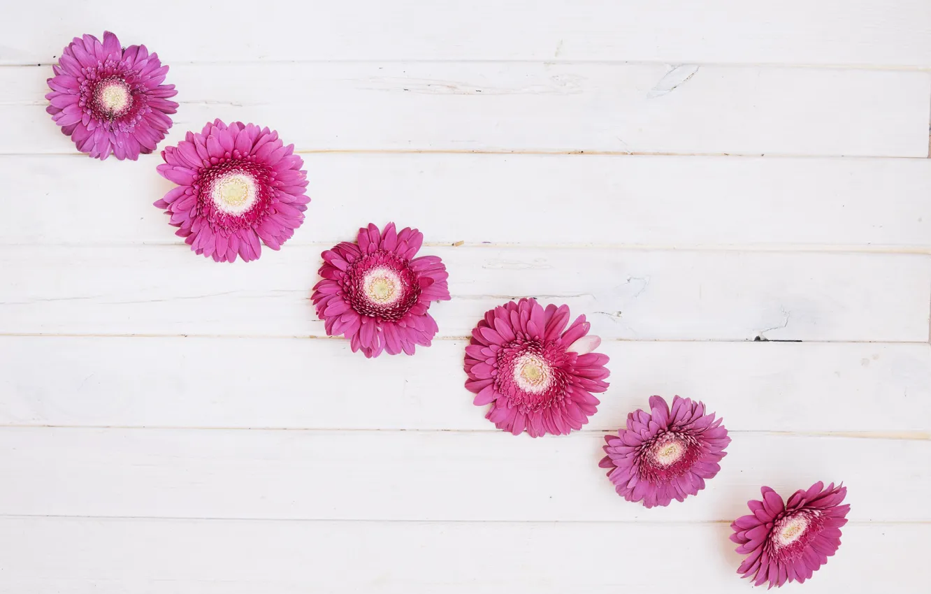 Photo wallpaper flowers, background, gerbera