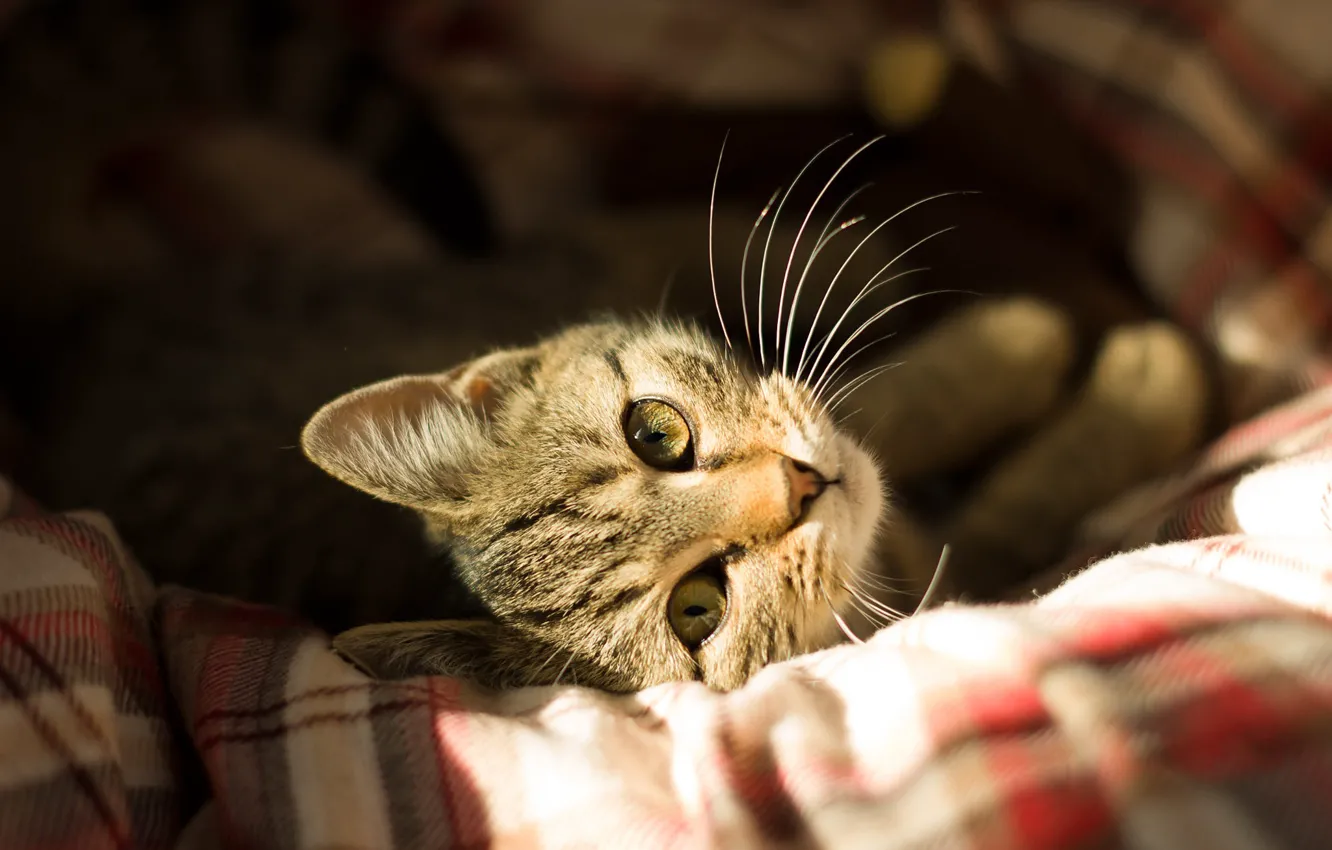 Photo wallpaper cat, cat, look, face, light, comfort, grey, background