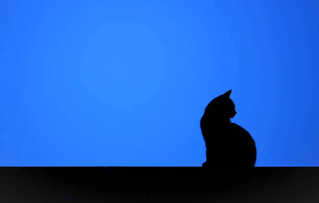 Photo wallpaper cat, background, minimalism, silhouette