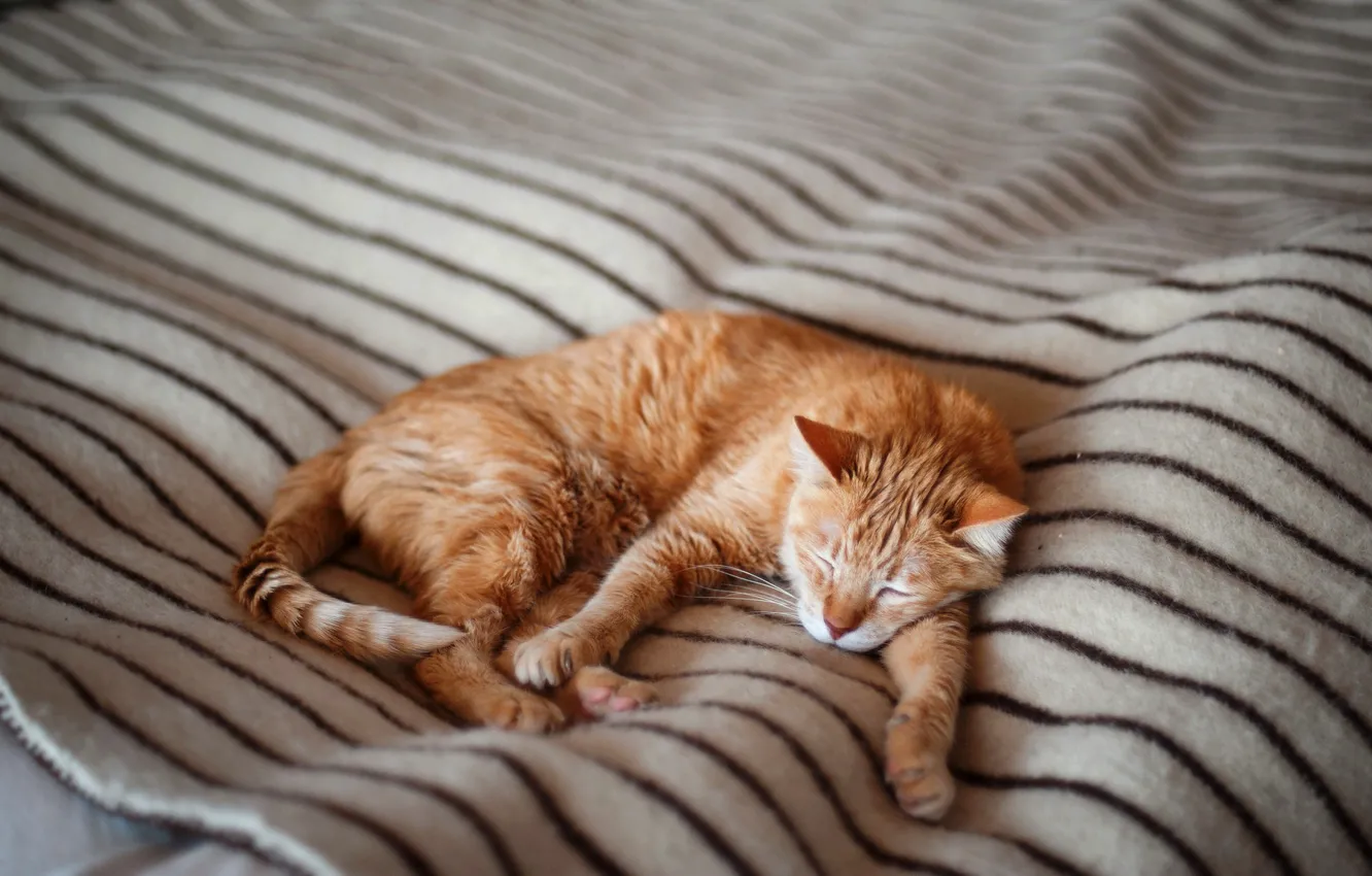 Photo wallpaper cat, cat, sleep, red, sleeping, bed