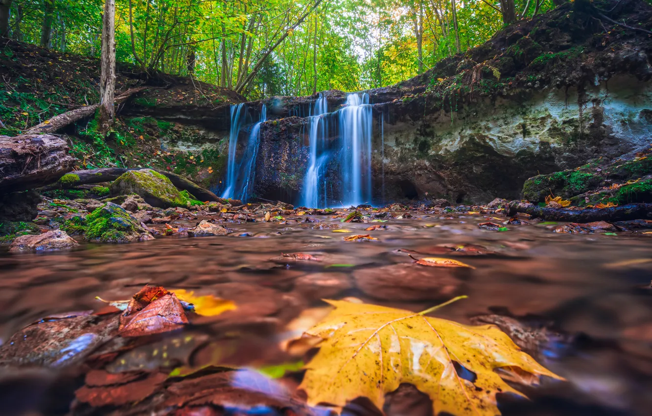 Photo wallpaper forest, leaves, trees, stream, stones, waterfall